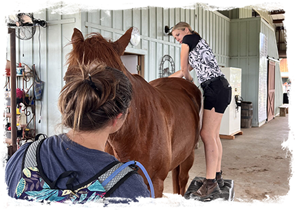 Equine Refuge Rehabilitation