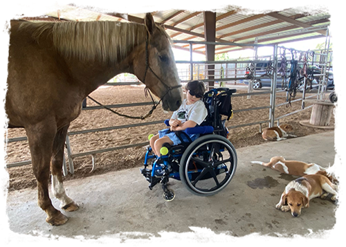 Equine Assisted Therapy