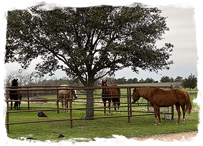 horse rehab and refuge